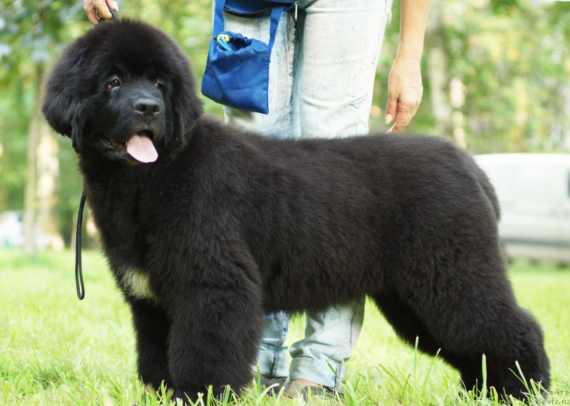 Фото: ньюфаундленд Beguschaya po Volnam God Bless Queen (Бегущая по Волнам Год Блеек Кюеен)