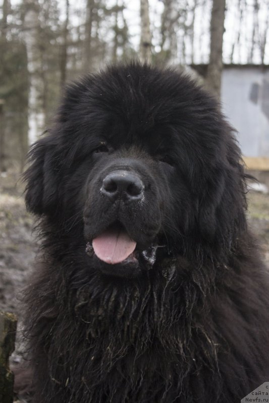 Фото: ньюфаундленд Callistos to Russia With Love