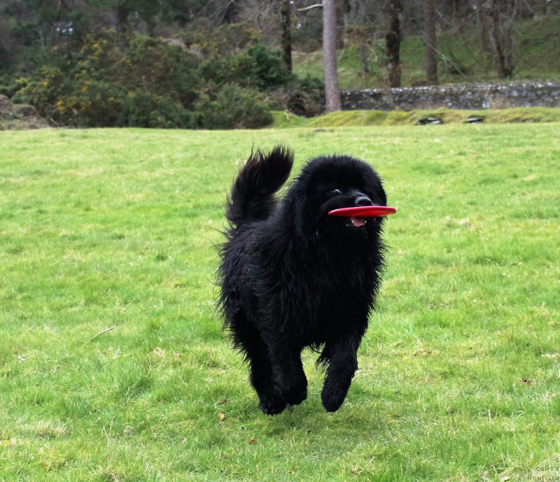 Фото: ньюфаундленд Akvatoriya Kelvin YU Myeyk May Drim (Акватория Келвин Ю Мэйк Май Дрим)