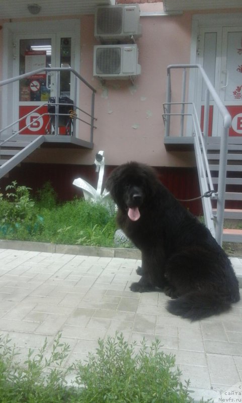 Фото: ньюфаундленд YEkselent B'yuti (Экселент Бьюти)