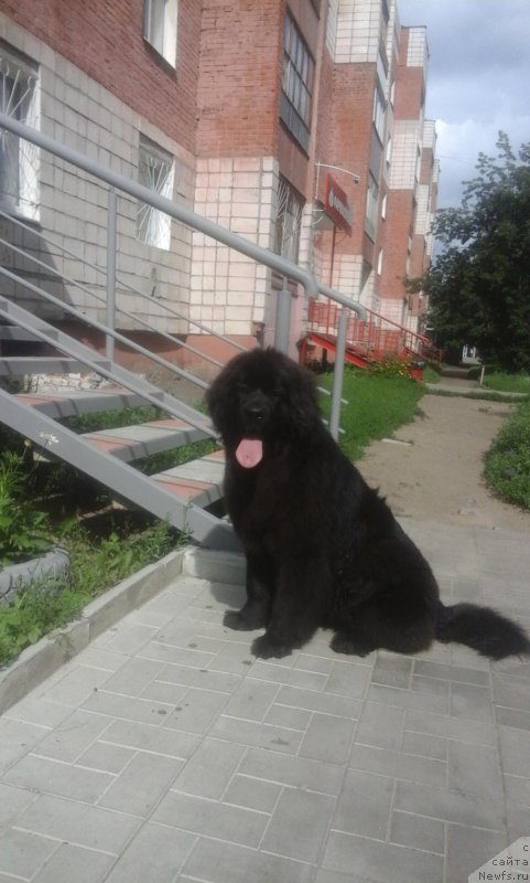 Фото: ньюфаундленд YEkselent B'yuti (Экселент Бьюти)