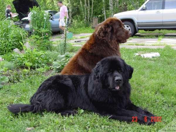 Фото: ньюфаундленд Obush SHed Tan Defis Tori (Обуш Шед Тан Дефис Тори)