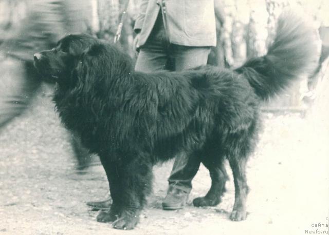 Фото: ньюфаундленд Danila Tay (Данила Тай)