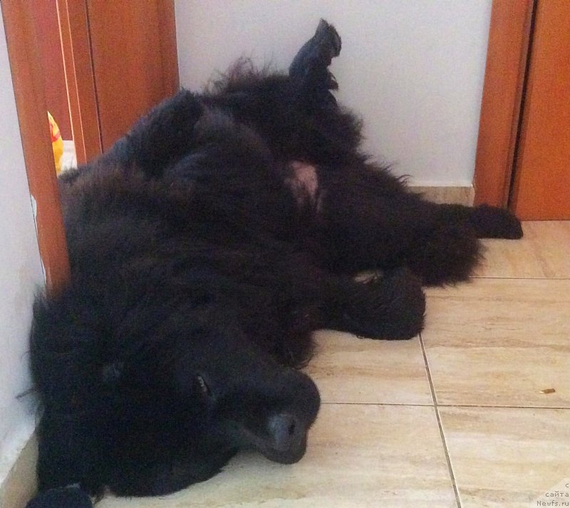 Фото: ньюфаундленд Brownblood MSK Harita Havva (Браунблад МСК Харита Хавва)