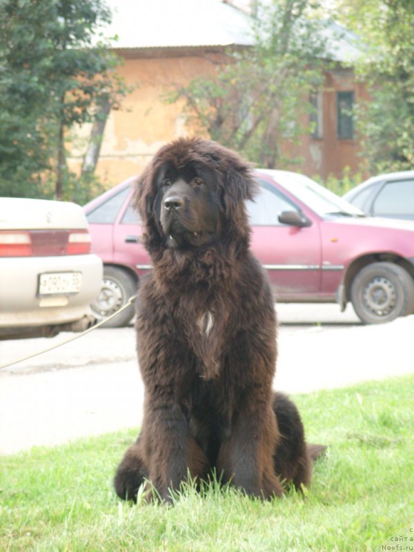 Фото: ньюфаундленд YEkselent B'yuti (Экселент Бьюти)