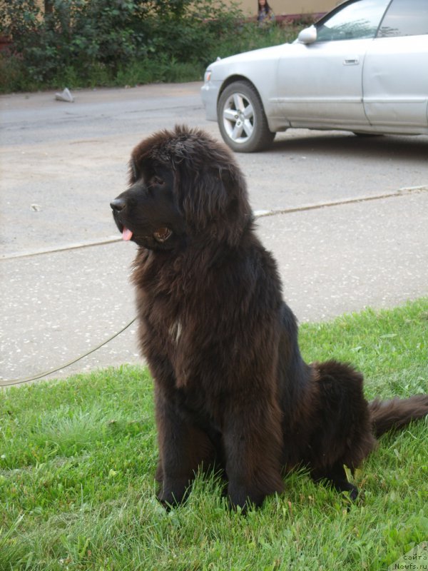 Фото: ньюфаундленд YEkselent B'yuti (Экселент Бьюти)