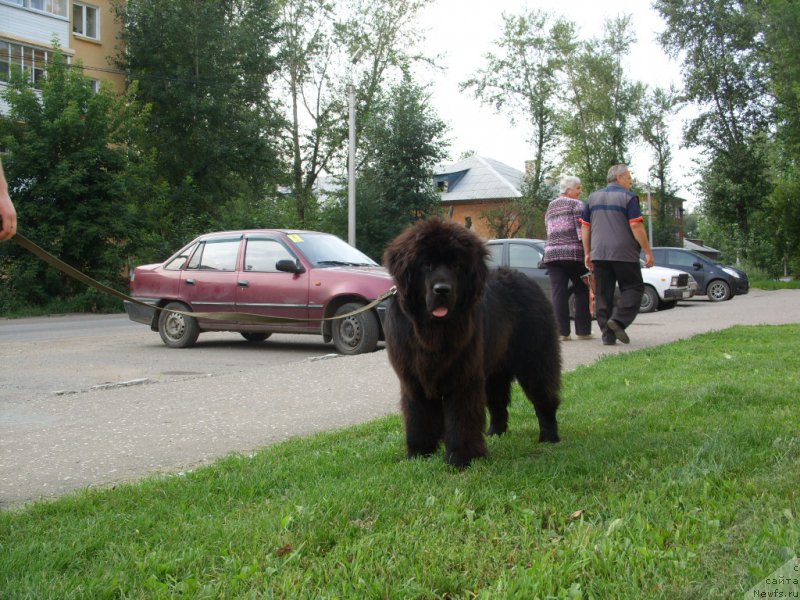 Фото: ньюфаундленд YEkselent B'yuti (Экселент Бьюти)