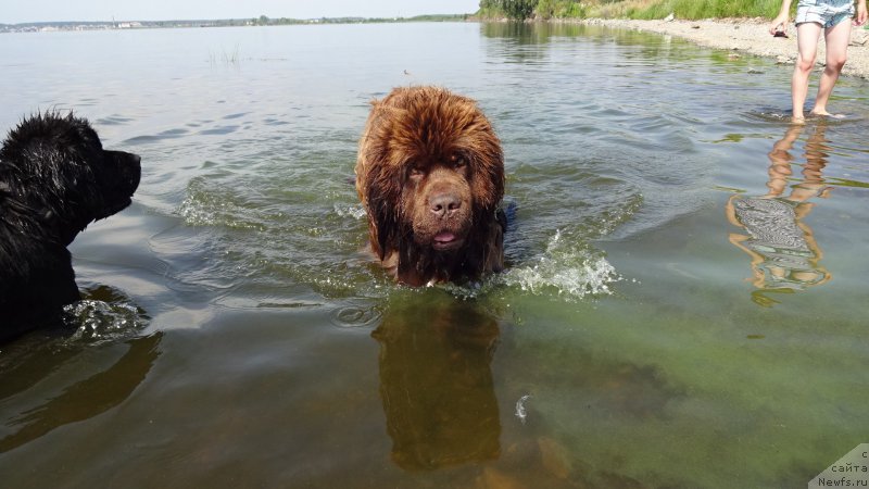 Фото: ньюфаундленд N'yufort Lapochka Dochka (Ньюфорт Лапочка Дочка)