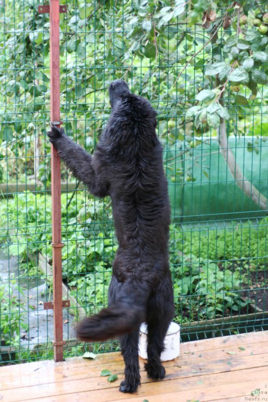 Фото: ньюфаундленд Chernaya Mafia Аll Rights Reserved (Черная Мафия Алл Ригхтс Ресервед)