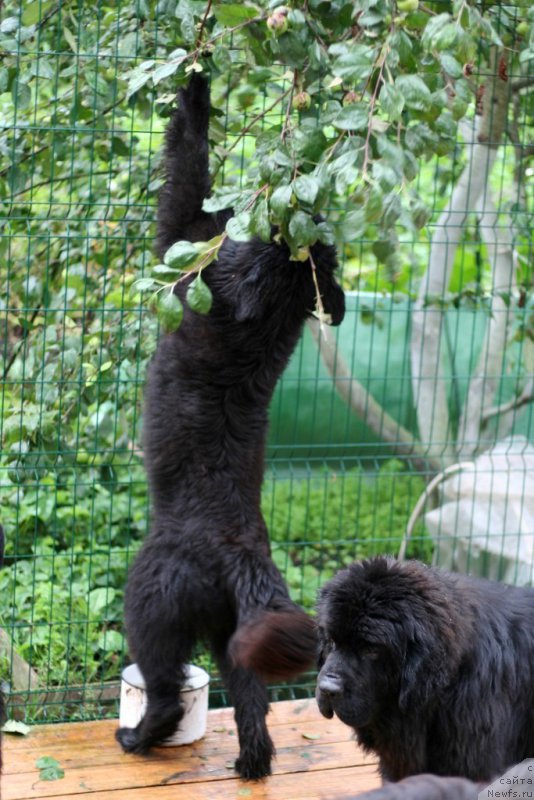 Фото: ньюфаундленд Chernaya Mafia Аll Rights Reserved (Черная Мафия Алл Ригхтс Ресервед)