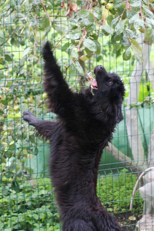 Фото: ньюфаундленд Chernaya Mafia Аll Rights Reserved (Черная Мафия Алл Ригхтс Ресервед)