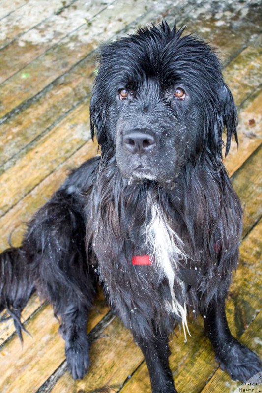 Фото: ньюфаундленд Li San (Ли Сан)