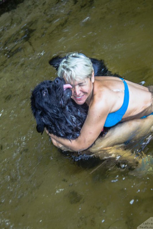 Фото: ньюфаундленд Li San (Ли Сан)