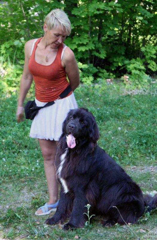 Фото: ньюфаундленд Li San (Ли Сан)