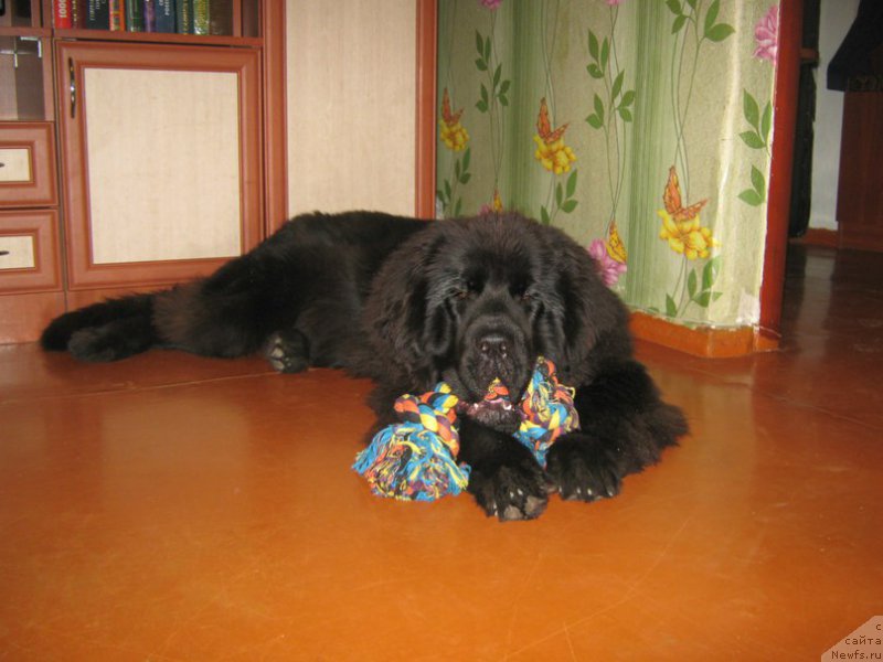 Фото: ньюфаундленд YEnergi Okean (Энерги Океан)