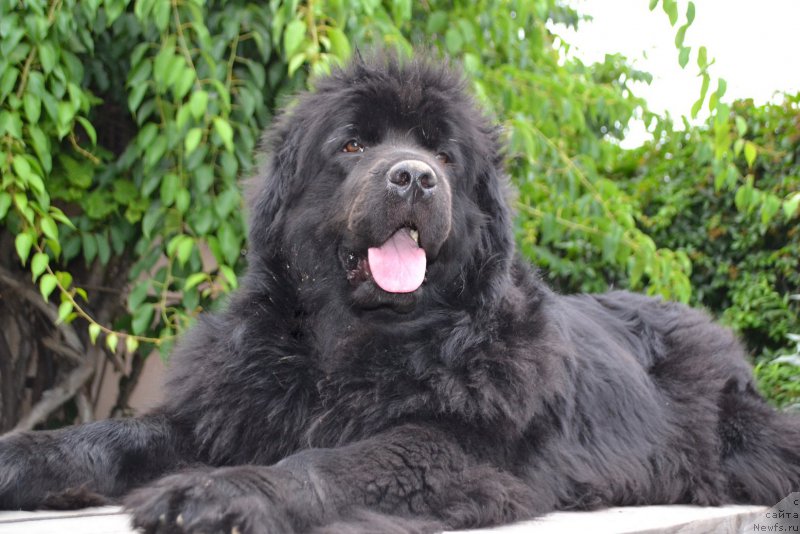 Фото: ньюфаундленд Talisman Morya Mishel' (Талисман Моря Мишель)