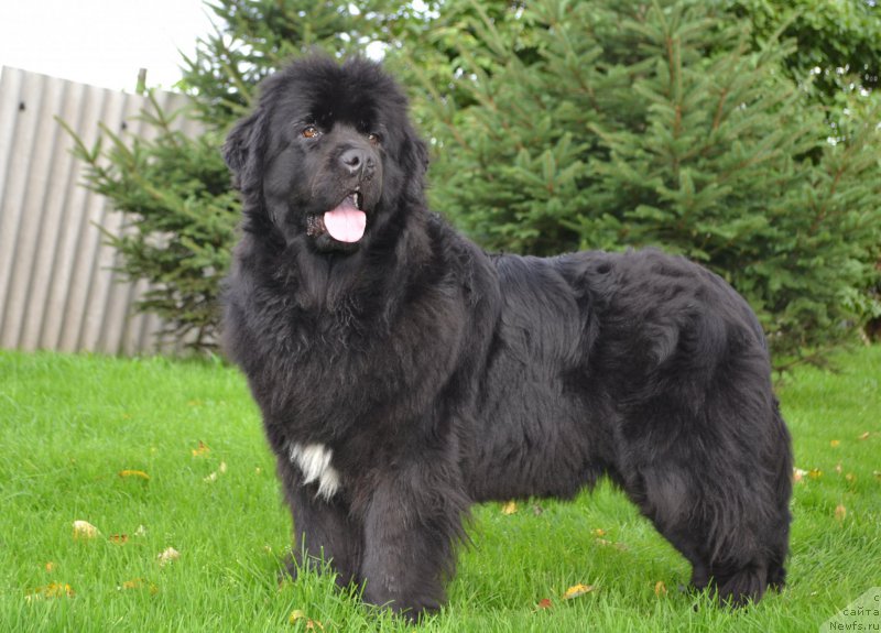 Фото: ньюфаундленд Talisman Morya Mishel' (Талисман Моря Мишель)