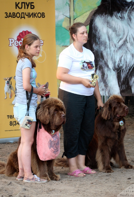 Фото: ньюфаундленд Charli The Best Helfi Pel (Чарли Де Бест Хелфи Пэл), ньюфаундленд Aquatoriya Kelvin Virineya (Акватория Келвин Виринея), Mariya SHmeleva (Мария Шмелева), Ekaterina Plotnikova (Екатерина Плотникова)