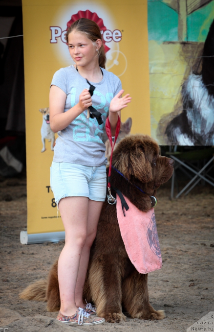 Фото: ньюфаундленд Charli The Best Helfi Pel (Чарли Де Бест Хелфи Пэл), Mariya SHmeleva (Мария Шмелева)