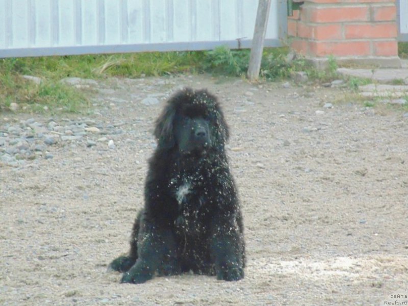 Фото: ньюфаундленд Super Premium Ular (Супер Премиум Улар)