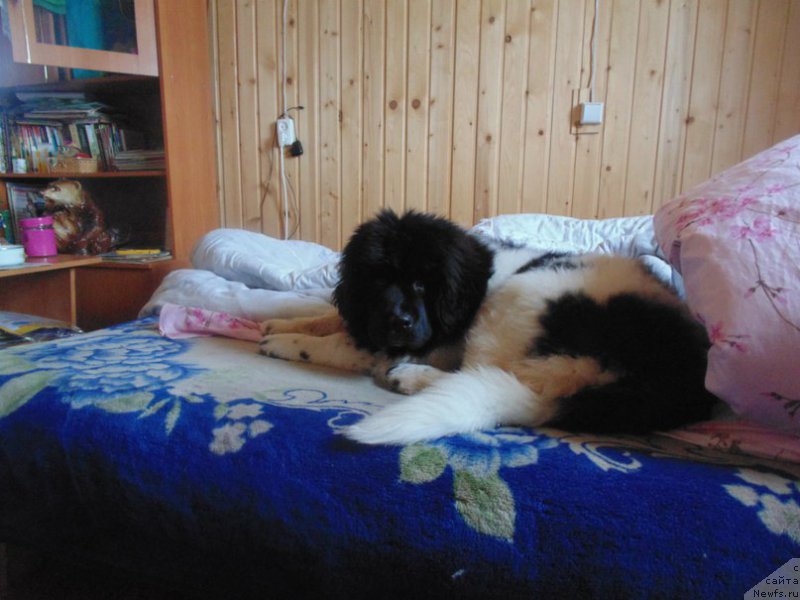 Фото: ньюфаундленд Super Bizon Melodiya (Супер Бизон Мелодия)