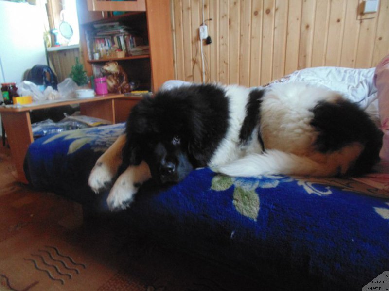 Фото: ньюфаундленд Super Bizon Melodiya (Супер Бизон Мелодия)