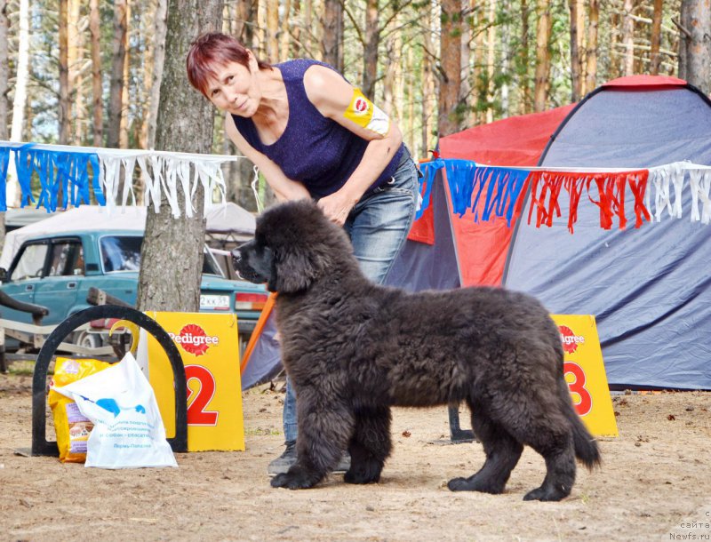 Фото: ньюфаундленд Pomona is Antagrada (Помона из Антаграда)