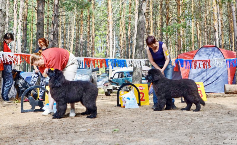Фото: ньюфаундленд Pomona is Antagrada (Помона из Антаграда)