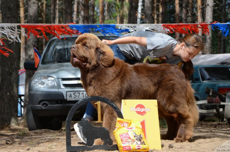 Фото: ньюфаундленд Charli The Best Helfi Pel (Чарли Де Бест Хелфи Пэл)