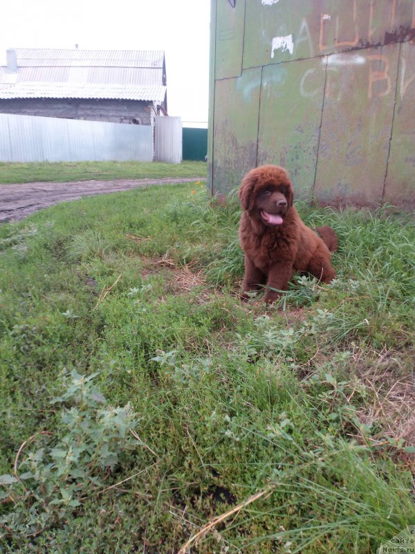 Фото: ньюфаундленд Braunblad MSK Betani YEys (Браунблад МСК Бетани Эйс)