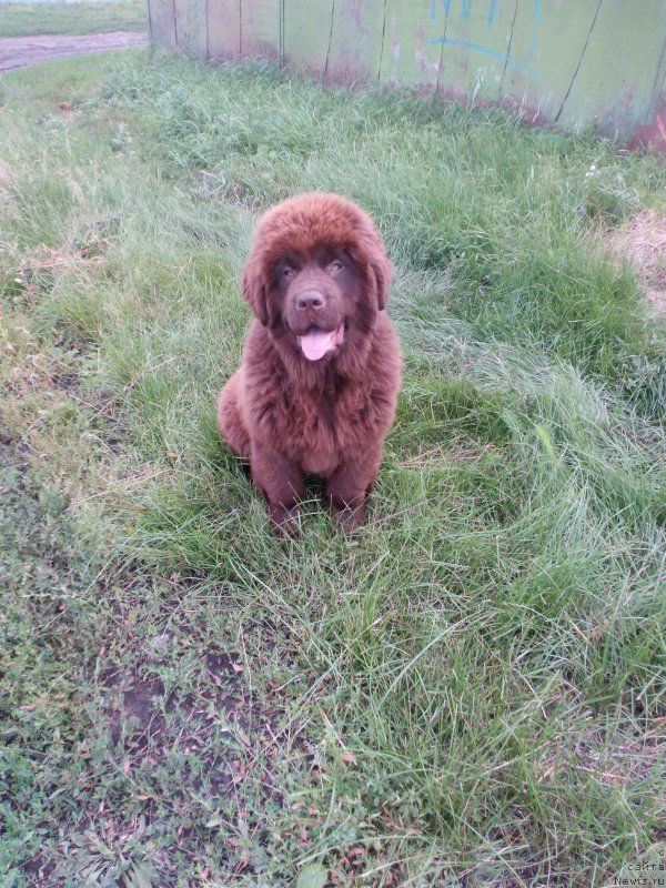 Фото: ньюфаундленд Braunblad MSK Betani YEys (Браунблад МСК Бетани Эйс)