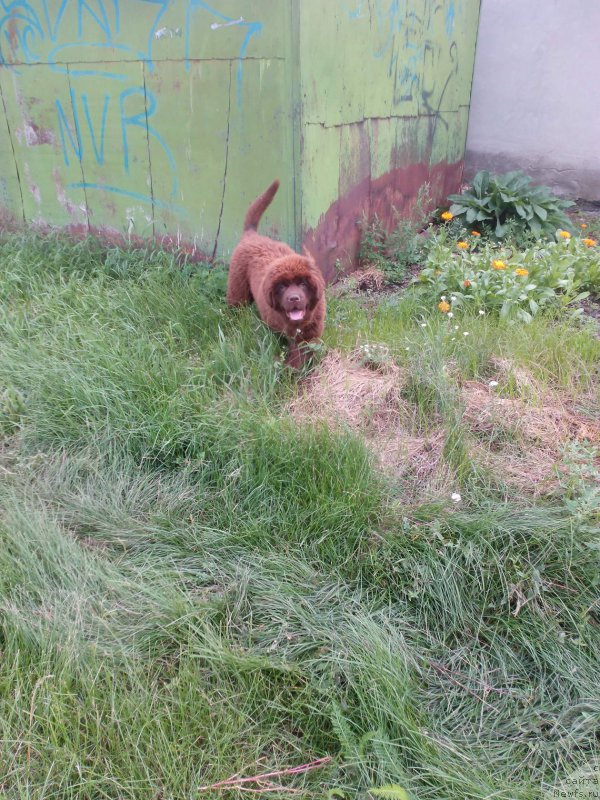 Фото: ньюфаундленд Braunblad MSK Betani YEys (Браунблад МСК Бетани Эйс)