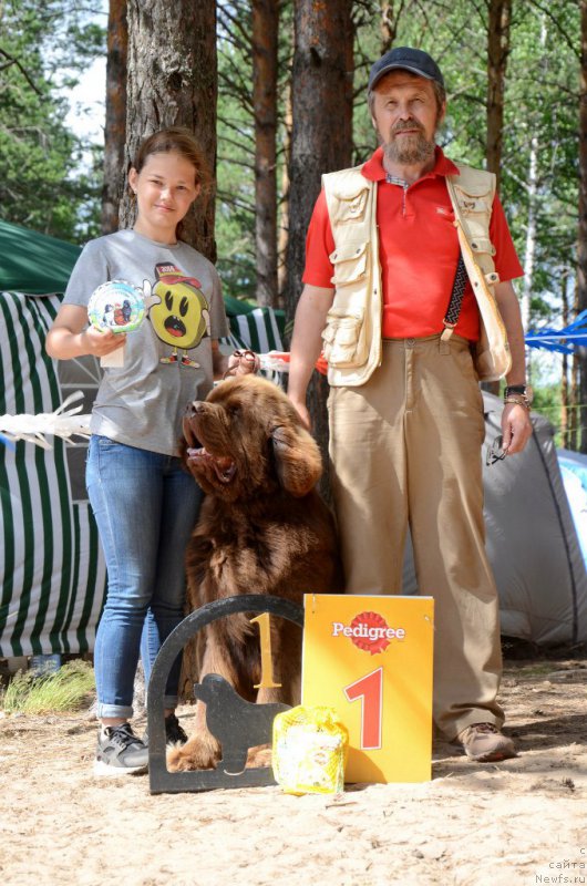 Фото: ньюфаундленд Charli The Best Helfi Pel (Чарли Де Бест Хелфи Пэл)