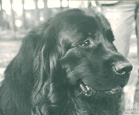 Фото: ньюфаундленд Danila Tay (Данила Тай)