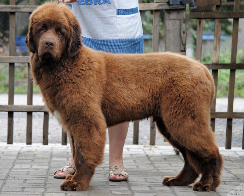 Фото: ньюфаундленд Faraon Cancrimo