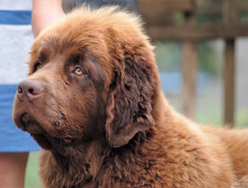 Фото: ньюфаундленд Faraon Cancrimo