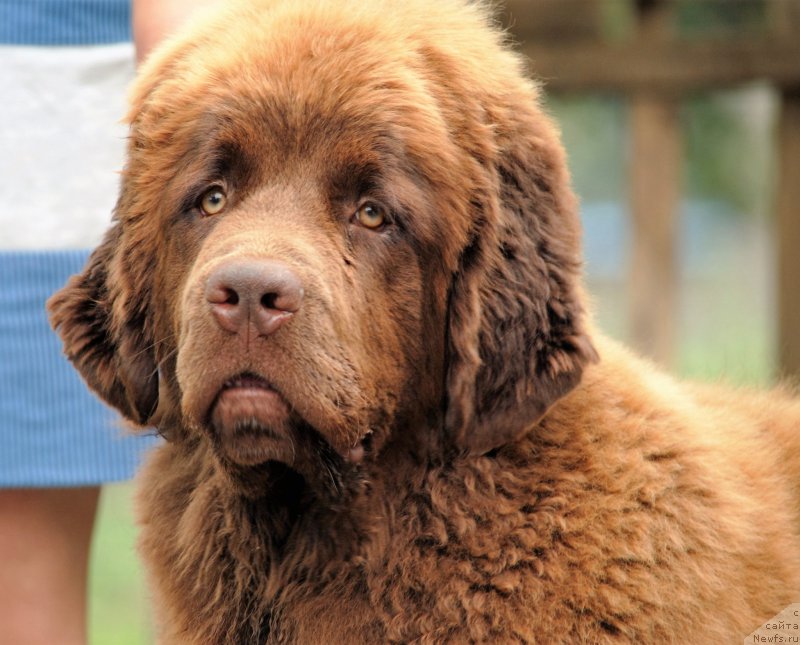 Фото: ньюфаундленд Faraon Cancrimo