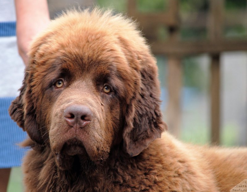 Фото: ньюфаундленд Faraon Cancrimo