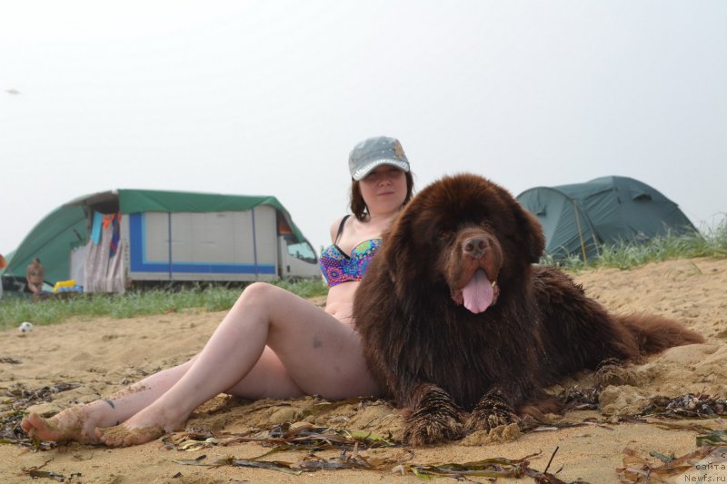 Фото: ньюфаундленд Aquatoriya Kelvin Riverdance (Акватория Келвин Риверданс)