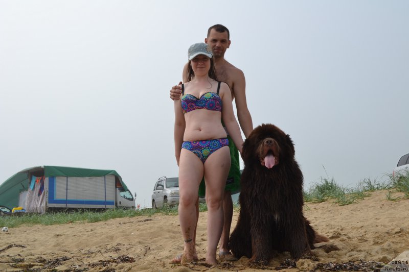 Фото: ньюфаундленд Aquatoriya Kelvin Riverdance (Акватория Келвин Риверданс)