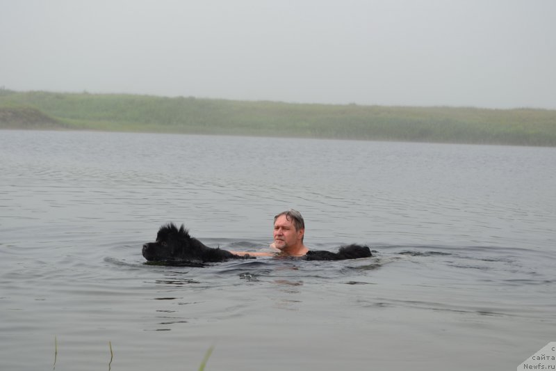 Фото: ньюфаундленд Talisman Morya Mishel' (Талисман Моря Мишель)