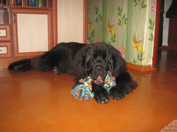 Фотография № 211120