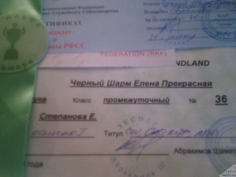 Фото: ньюфаундленд CHernyiy SHarm Elena Prekrasnaya (Черный Шарм Елена Прекрасная)