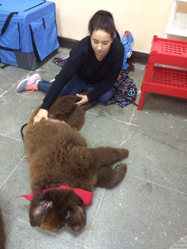 Фото: ньюфаундленд Brownblood MSK Veles Alister (Браунблад МСК Велес Алистер)