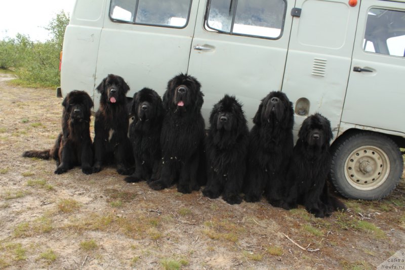 Фото: ньюфаундленд Daymond King (Даймонд Кинг), ньюфаундленд Ledi Fortuna (Леди Фортуна), ньюфаундленд YAntarnaya Mechta (Янтарная Мечта), ньюфаундленд King of Helluland You Shock Me, ньюфаундленд Fortuna of Giant's Island, ньюфаундленд Beguschaya po Volnam Zero Kool (Бегущая по Волнам Зеро Коол), ньюфаундленд Anabelle Kvin of zye Mountayns (Анабелле Квин оф зэ Моунтайнс)