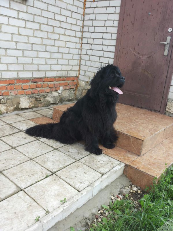 Фото: Irina Valieva (Ирина Валиева), ньюфаундленд Art Deko Osobyiy SHik (Арт Деко Особый Шик)