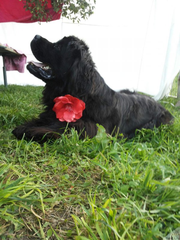 Фото: ньюфаундленд Art Deko Osobyiy SHik (Арт Деко Особый Шик)