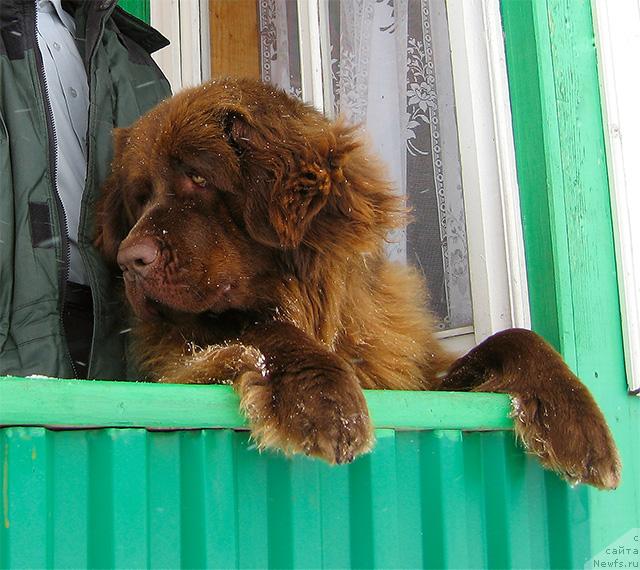 Фото: ньюфаундленд Lesnaya Skazka Nenaglyada (Лесная Сказка Ненагляда)