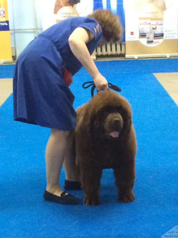 Фото: ньюфаундленд Brownblood MSK Veles Alister (Браунблад МСК Велес Алистер)