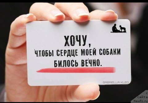 Фото: ньюфаундленд Super Premium Ular (Супер Премиум Улар)